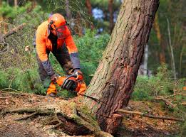 Professional Tree Care in West Falmouth, MA