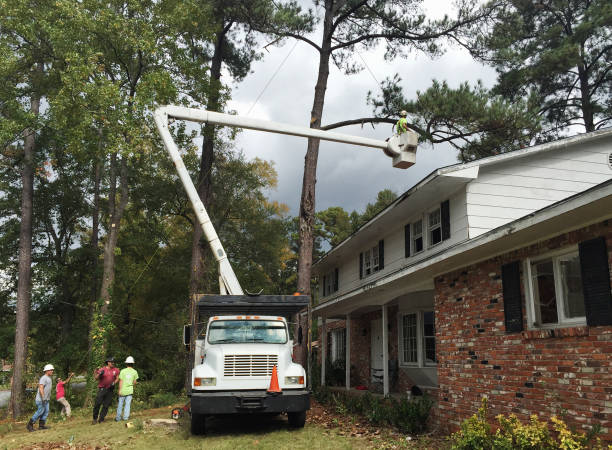 How Our Tree Care Process Works  in  West Falmouth, MA